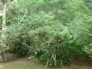 Picture Name