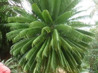 Picture Name
