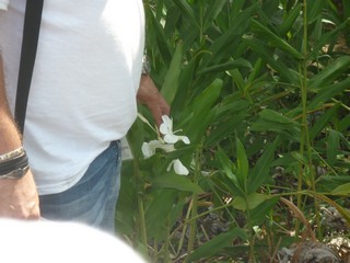 Picture Name