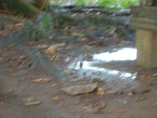 Picture Name