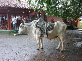 Picture Name