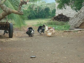 Picture Name