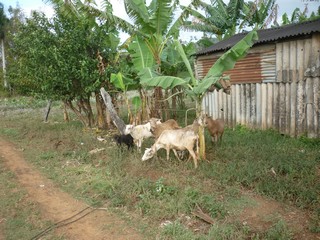 Picture Name