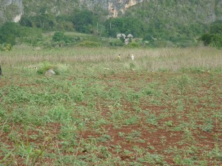 Picture Name