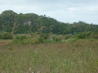 Picture Name