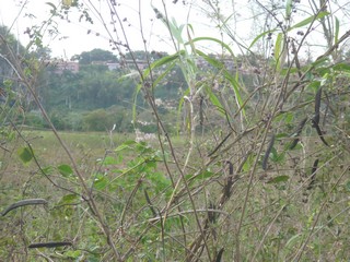 Picture Name
