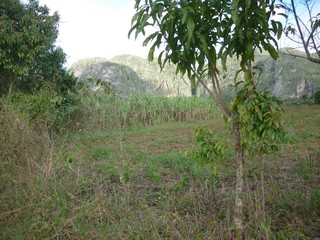Picture Name