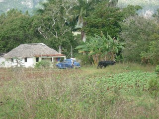 Picture Name