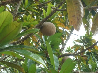 Picture Name