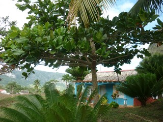 Picture Name