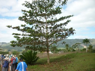Picture Name