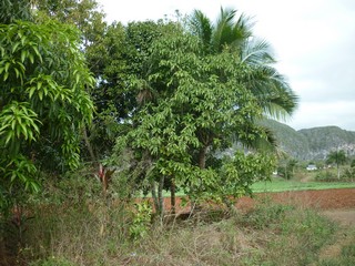 Picture Name
