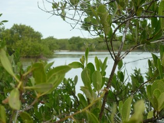 Picture Name