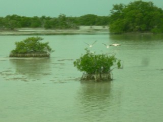 Picture Name