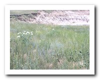 Picture Name