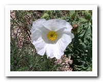 Picture Name
