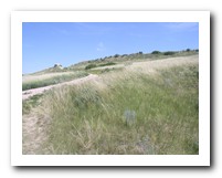 Picture Name